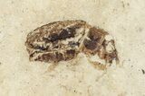 Fossil True Weevil (Curculionidae) Beetle - France #254575-2